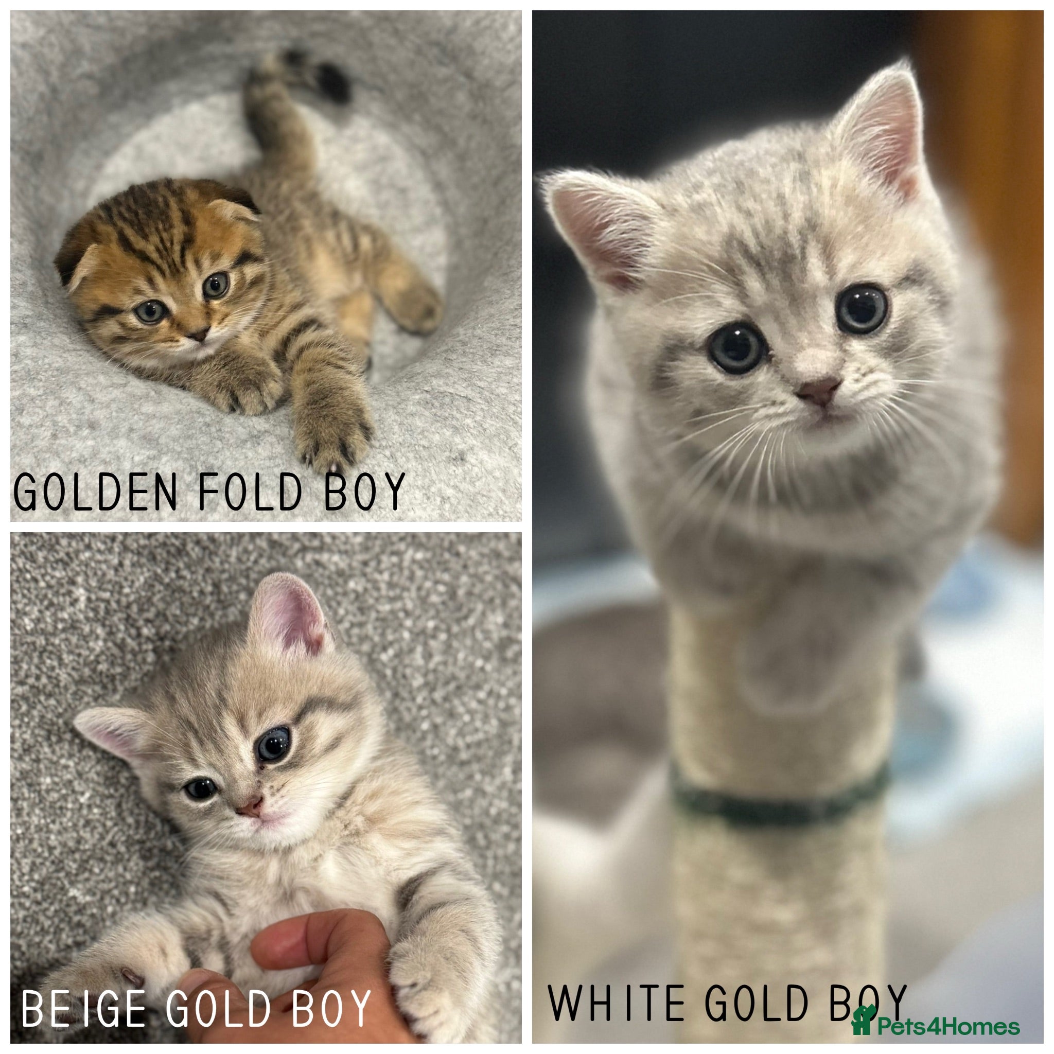 Scottish Fold cats Mackerel Boy Scottish Folds - Blue/Gold Shaded - Advert 5