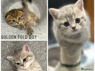 Scottish Fold cats Mackerel Boy Scottish Folds - Blue/Gold Shaded - Advert 5