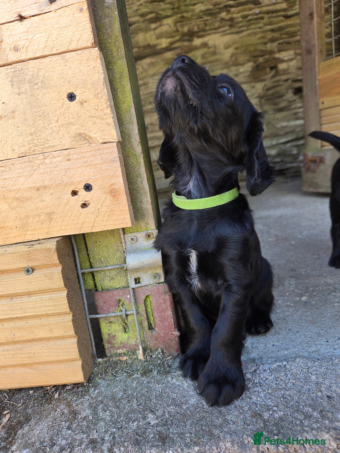 Cocker Spaniel dogs for sale: Working cocker spaniel pups - Image 18