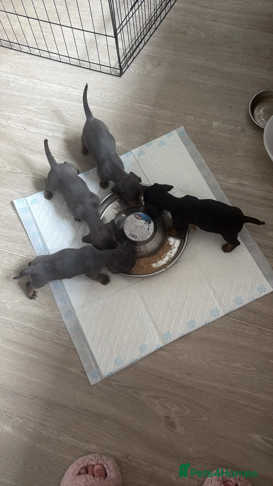Miniature Dachshund dogs for sale: 3 miniature daschund puppies girls - Advert 2