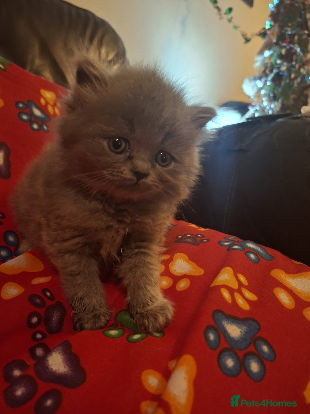 British Shorthair cats for sale: Beautiful short hair and long hair British kittens - Advert 6