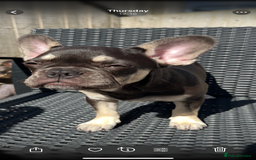 French Bulldog dogs for sale: Beautiful French bulls  - Image 11