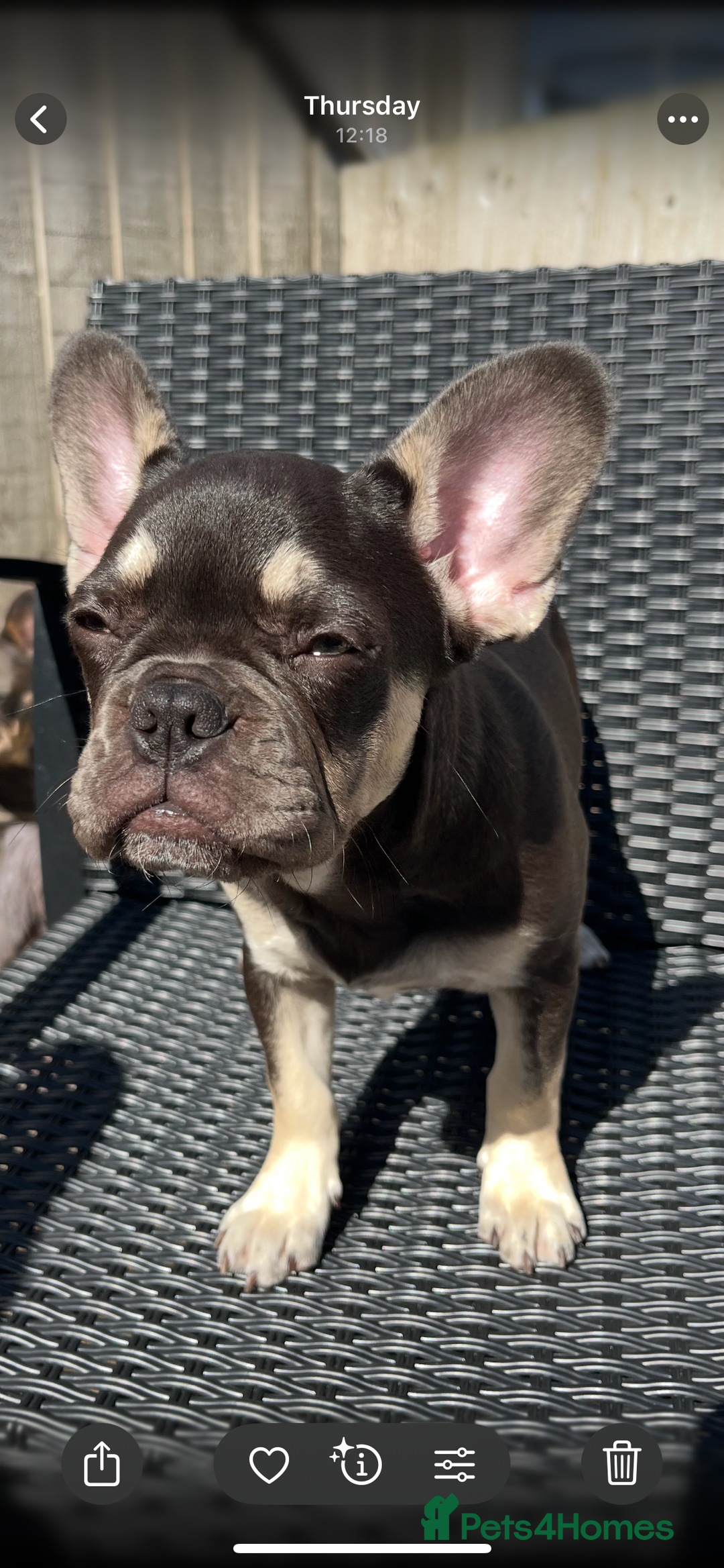 French Bulldog dogs for sale: Beautiful French bulls  - Image 11