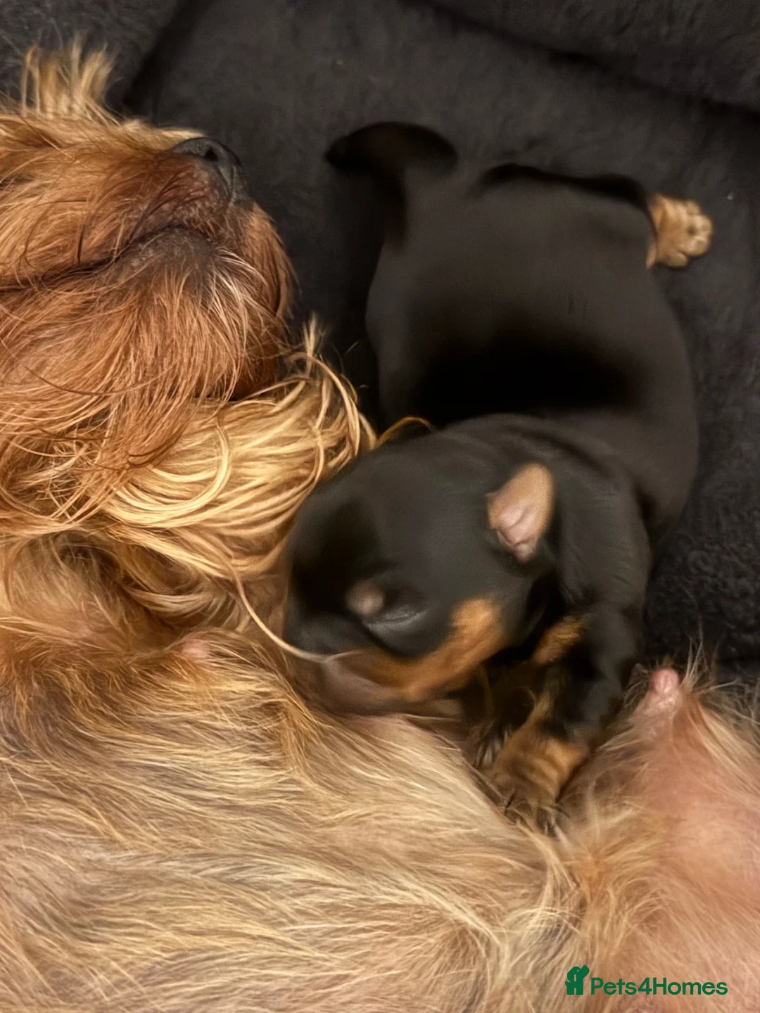 Yorkshire Terrier dogs for sale: Beautiful handsome Yorkshire Terrier Boy - Advert 7