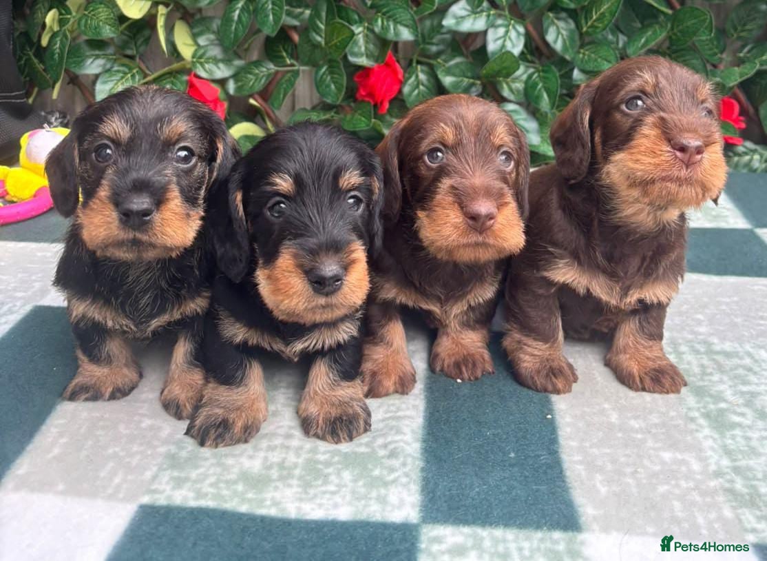 Miniature Dachshund dogs for sale: A SUPERB LITTER OF MINI WIRE DACHS KC REG  - Advert 2