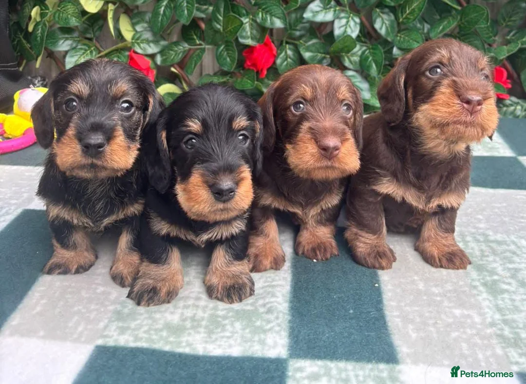Miniature Dachshund dogs for sale: A SUPERB LITTER OF MINI WIRE DACHS KC REG  - Advert 2