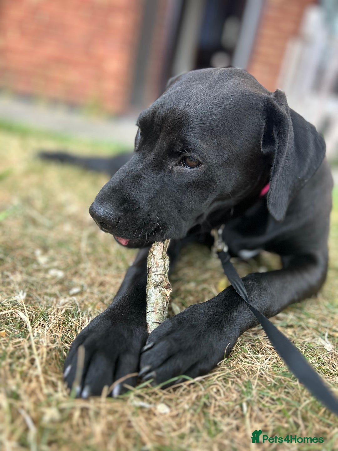 Mixed Breed dogs for sale: Cane corso x Labrador  - Advert 2