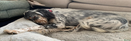 English Setter dogs for adoption: Sira (Inca) - Advert 11