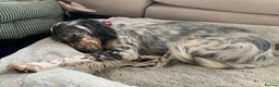 English Setter dogs for adoption: Sira (Inca) - Advert 11