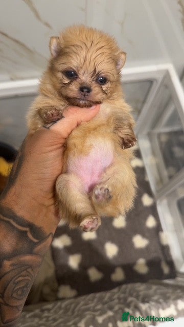 Pomeranian dogs TEDDY FACED POMERANIAN GIRL  - Advert 1