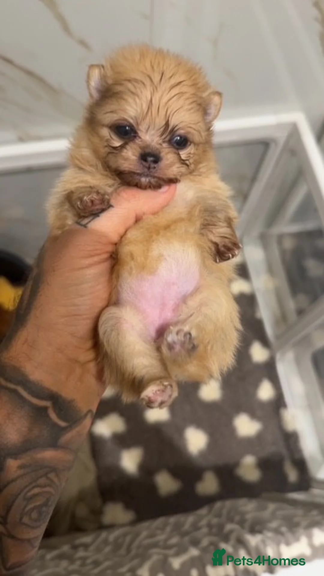 Pomeranian dogs for sale: TEDDY FACED POMERANIAN GIRL  - Advert 1