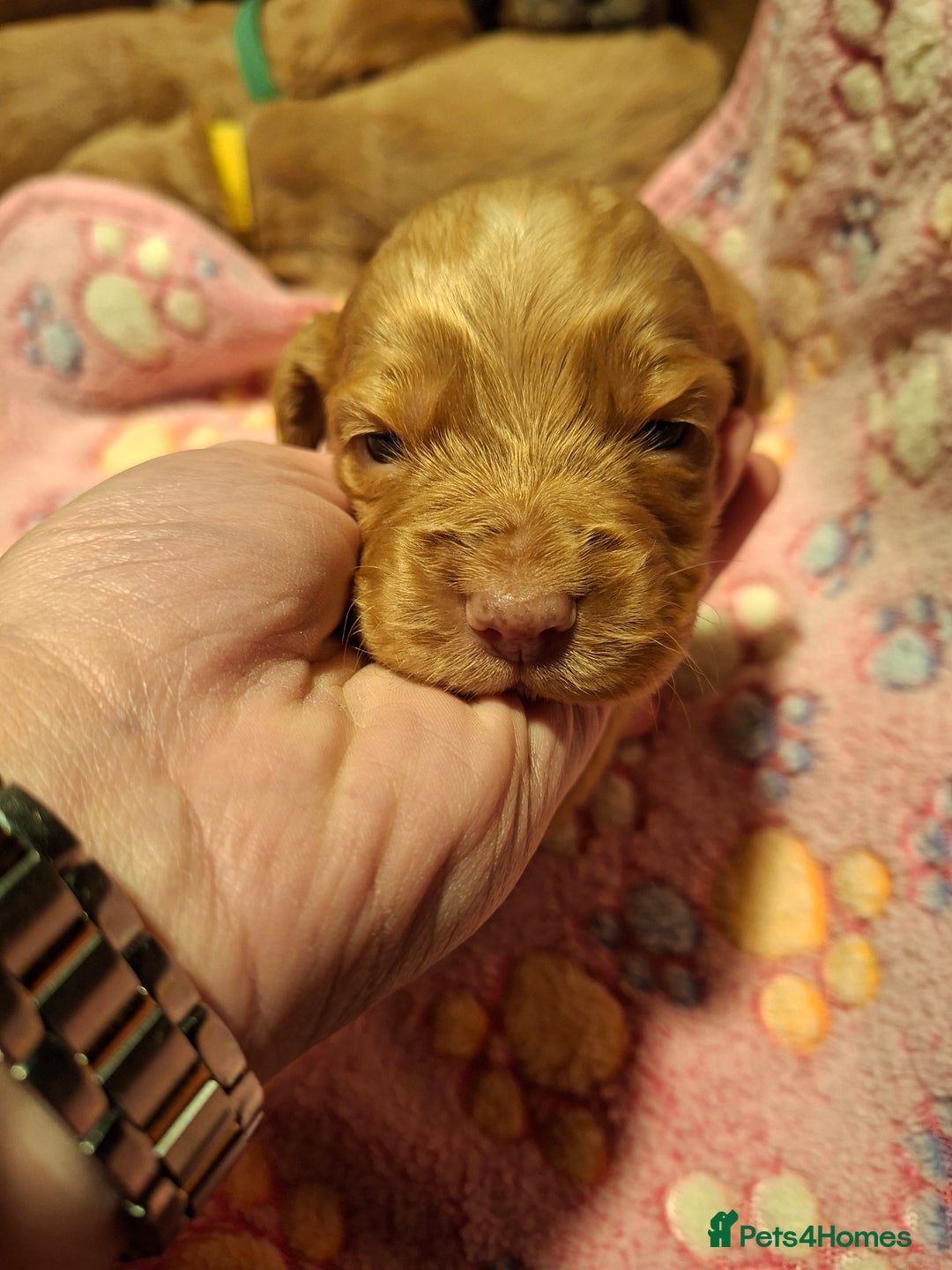 Cocker Spaniel dogs for sale: Cocker spaniel pups - Advert 5