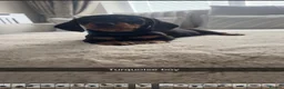 Dachshund dogs for sale: 9 stunning dachshund puppies in immaculate health  in Durham - Advert 2