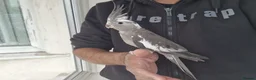 Cockatiels birds for sale: Super Tamed baby Cockatiel for sale - Advert 9