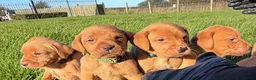 Labrador Retriever dogs for sale: Kc fox red Labrador puppy’s  - Advert 7