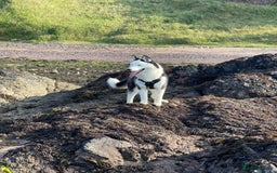 Siberian Husky dogs for stud: Stunning Blue eye Sibrian Husky for Stud in Liverpool - Image 8