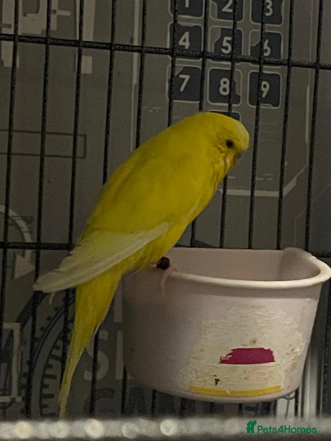 Budgerigars birds for sale: 4 Budgies  in Lancaster - Advert 2