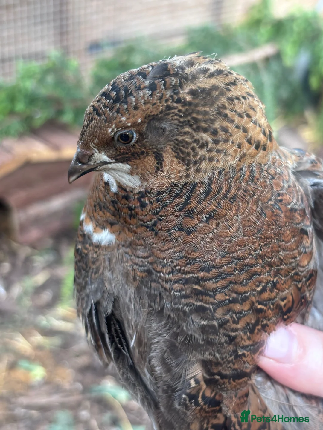 Quail poultry for sale: Coturnix quail eggs in Reading - Advert 10