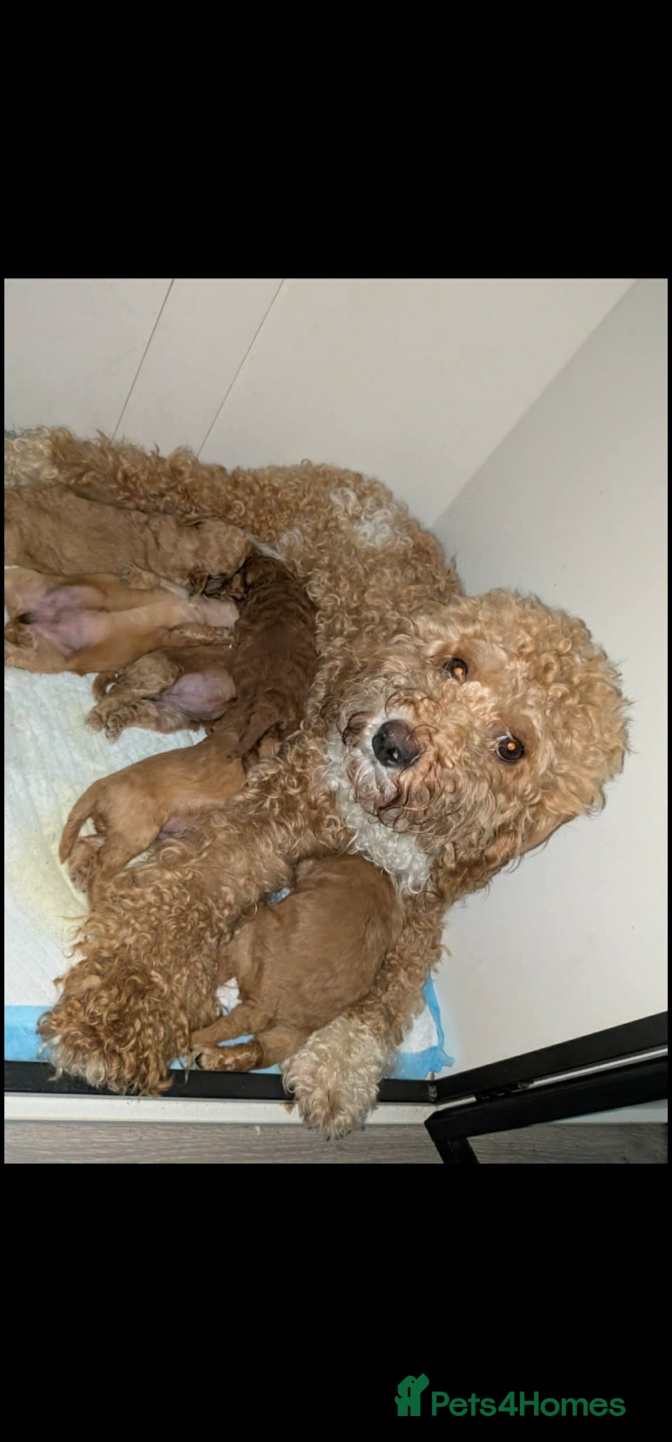 Cockapoo dogs Exceptional miniature cockapoo puppies 😍 - Advert 13