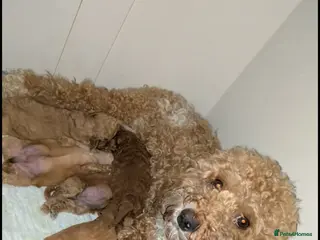 Cockapoo dogs Exceptional miniature cockapoo puppies 😍 - Advert 13