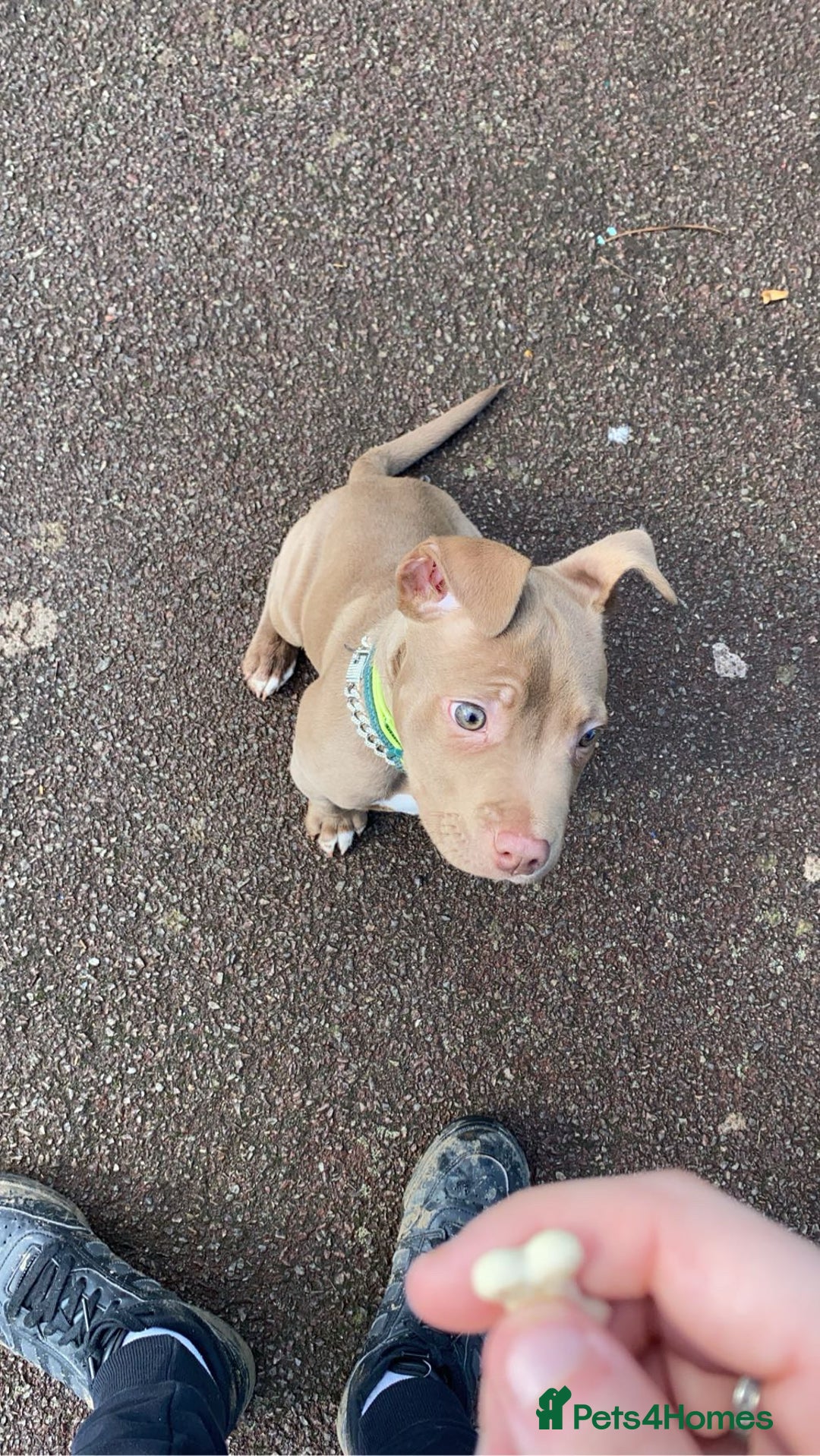 Mixed Breed dogs for sale: Male 1 year old pup - Aksel  - Advert 6