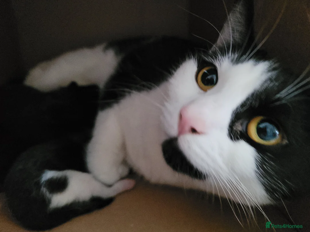 Mixed Breed cats for sale: Beautiful kittens for sale 3 females 1male  in Bolton - Advert 1