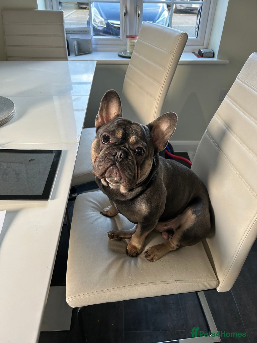 French Bulldog dogs for sale: Loving Home Wanted 3-Year-Old Blue French Bulldog - Advert 5