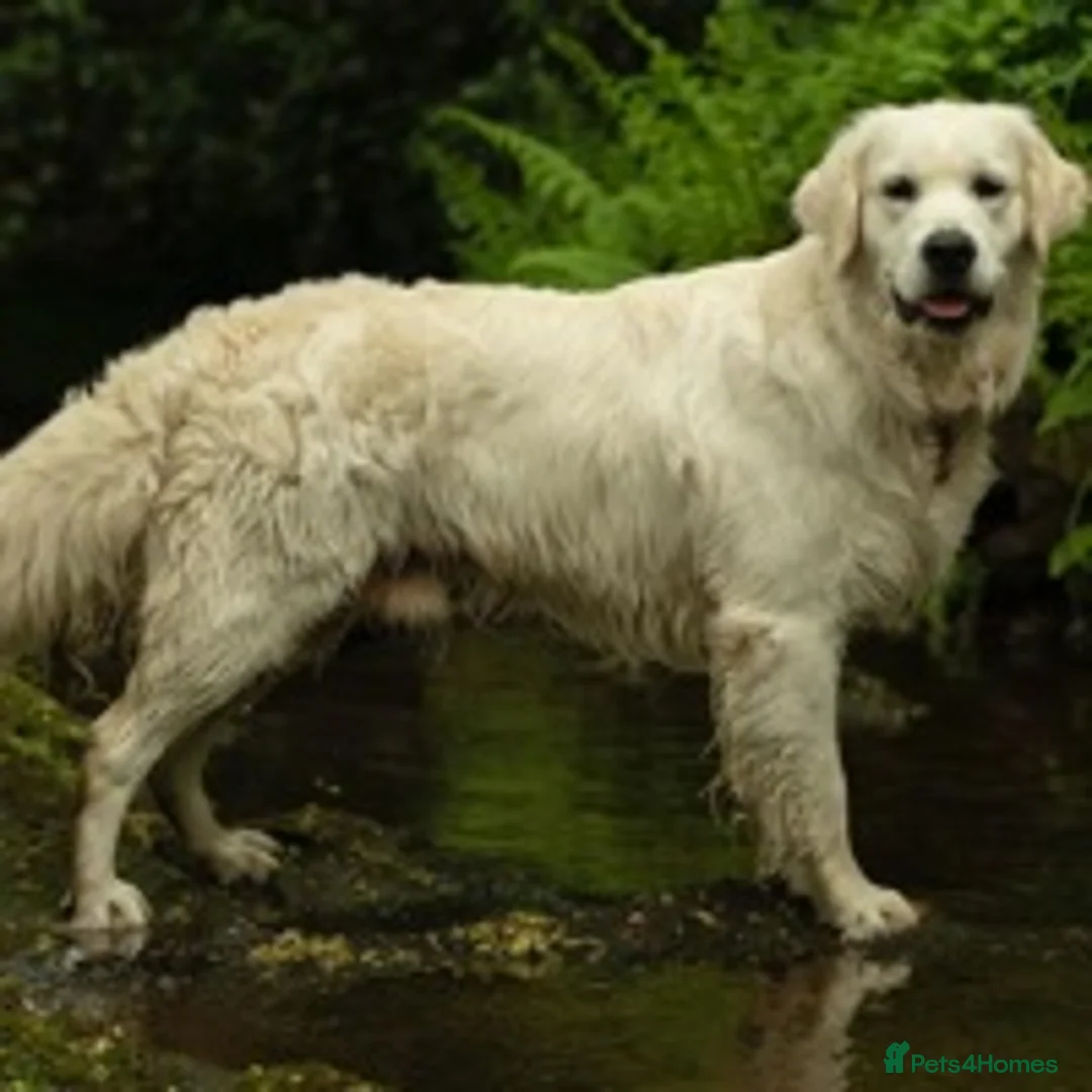 Golden Retriever dogs for stud: KC reg Health Tested Golden Retriever - Advert 2