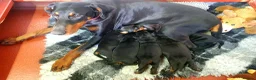 Dobermann dogs for sale: Fantastic KC Dobermann Puppies  - Advert 16