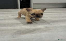 French Bulldog dogs for sale: French bulldog - Image 20