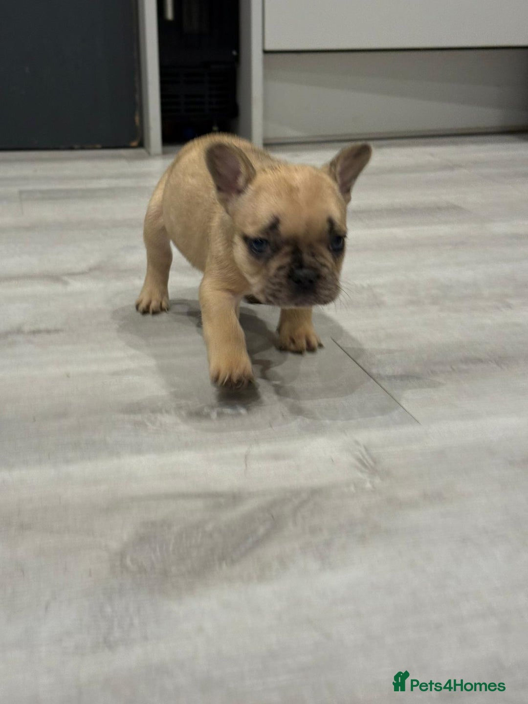 French Bulldog dogs for sale: French bulldog - Image 20