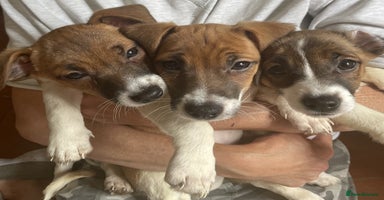 Jack Russell dogs - Advert 2