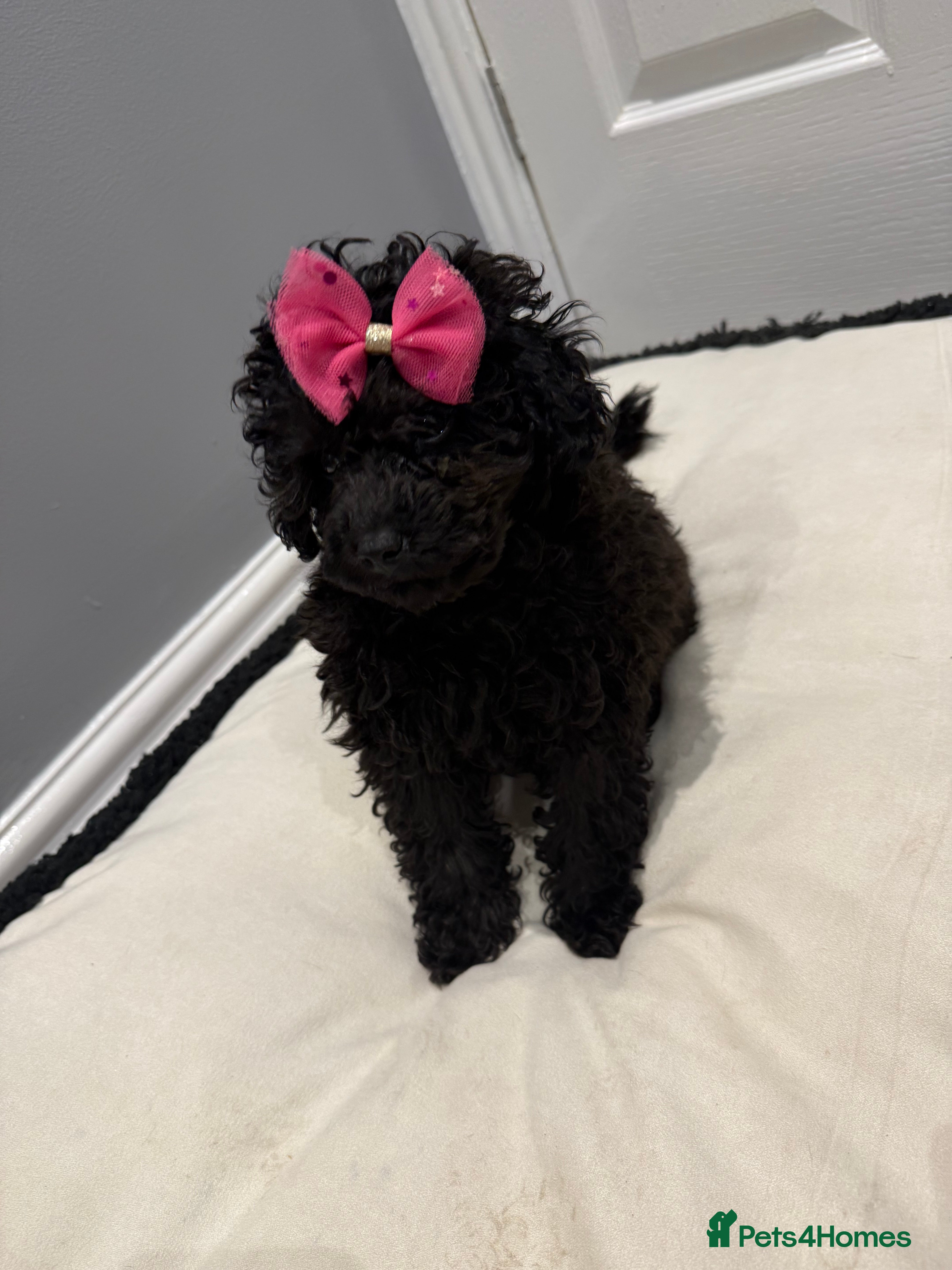 Miniature Poodle dogs Stunning Kc Poodle Girl 3 Month Heavily Reduced - Advert 7