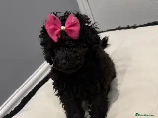 Miniature Poodle dogs Stunning Kc Poodle Girl 3 Month Heavily Reduced - Advert 7