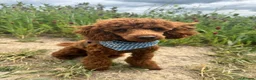 Miniature Poodle dogs for stud: Sweet Mini Poodle Stud – Archie | KC Reg & Tested - Advert 6