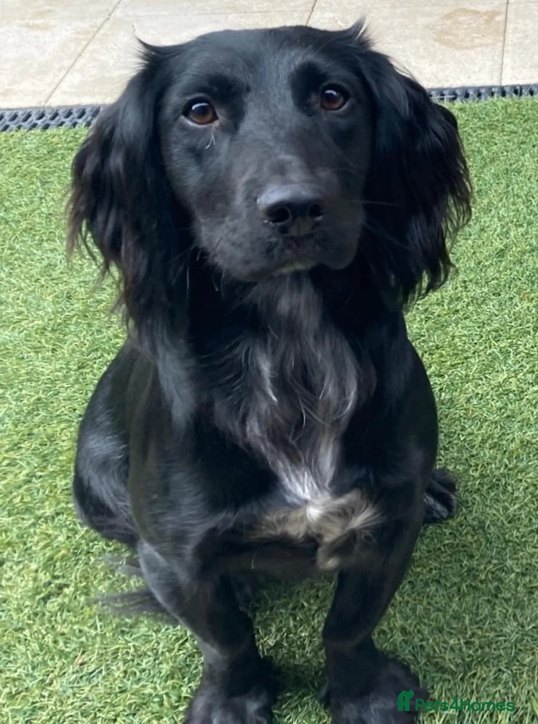 Sprocker dogs for sale: Stunning Mixed Roan Sprocker puppies!  - Advert 2