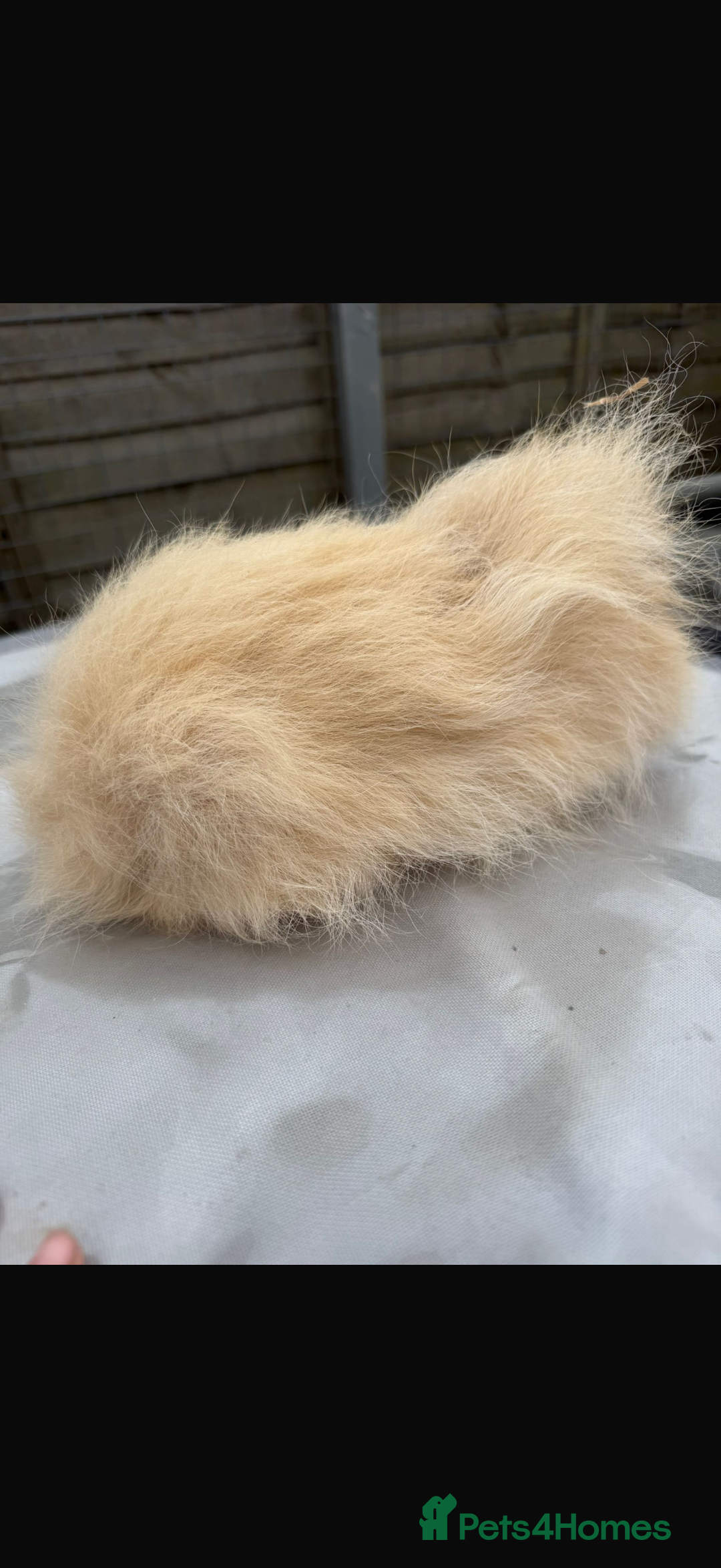 Guinea Pig rodents for sale: Cali Swiss boar  - Advert 4