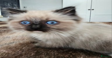 Ragdoll cats - Advert 9