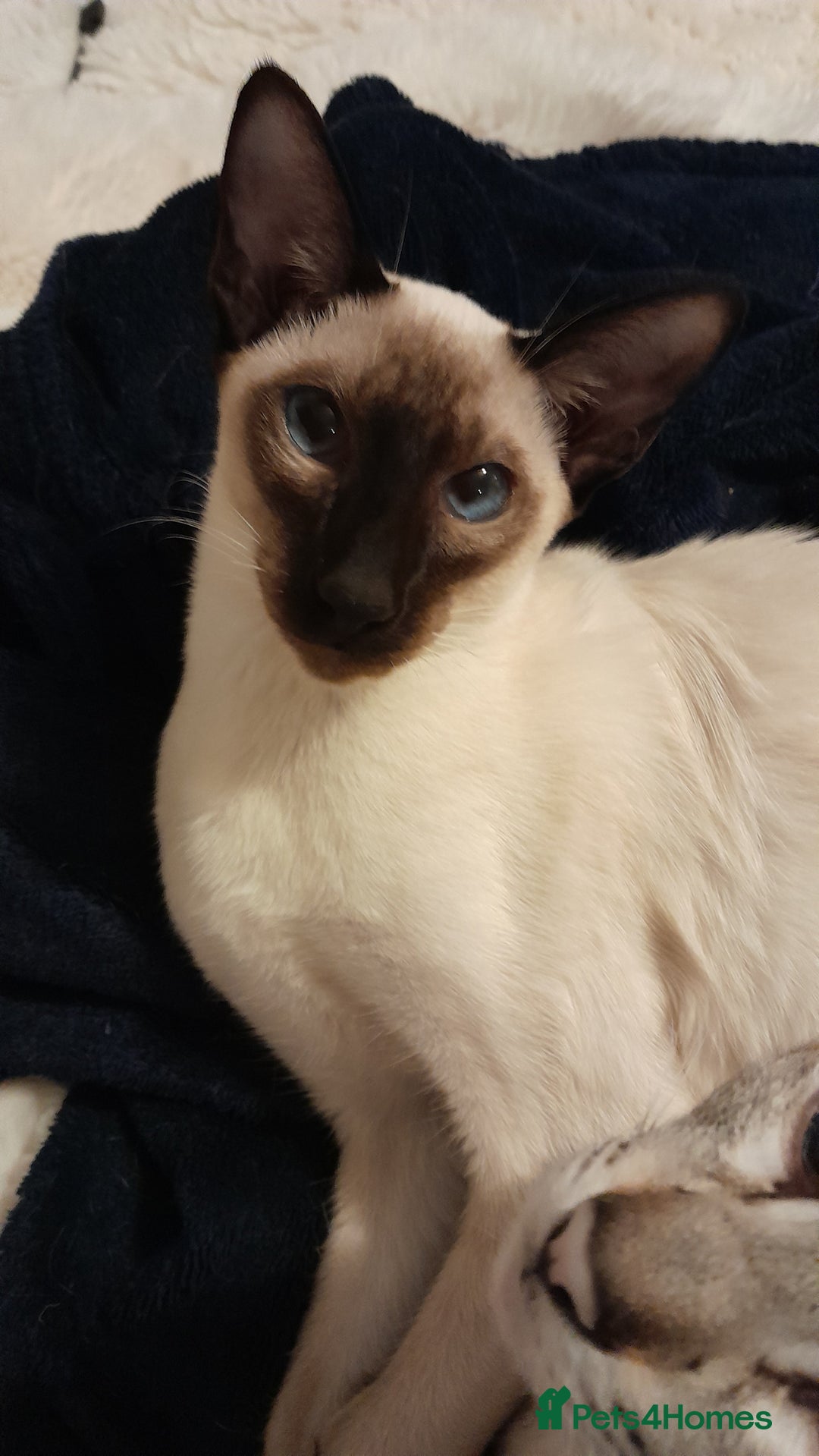 Siamese cats for sale: Meet peggy - Image 3