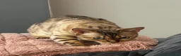 Bengal cats for sale: 2 x female bengal cats (free)  - Advert 4