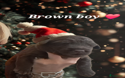 Mixed Breed dogs for sale: Malamute / Labrador pups  - Advert 6