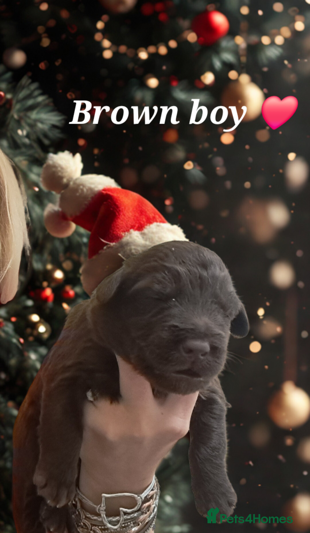 Mixed Breed dogs for sale: Malamute / Labrador pups  - Advert 6