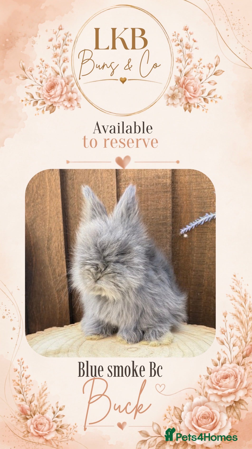 Angora rabbits 🌟 PEDIGREE ENGLISH ANGORA 🌟 - Advert 2