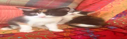 Mixed Breed cats for sale: GORGEOUS MAINE COON X PERSIAN KITTENS  - Advert 4