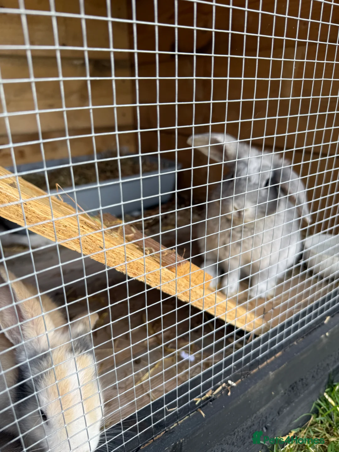 Dwarf Lop rabbits for sale: Paired female bunnies  in Clacton-on-Sea - Advert 5