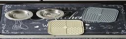 British Shorthair cats for sale: British Shorthair Needs New Home in Bury - Advert 6