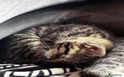 British Shorthair cats for sale: Gorgeous kittens ready soon 3 girls 😍 - Image 11