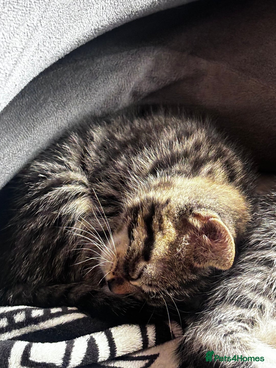 British Shorthair cats for sale: Gorgeous kittens ready soon 3 girls 😍 - Image 11