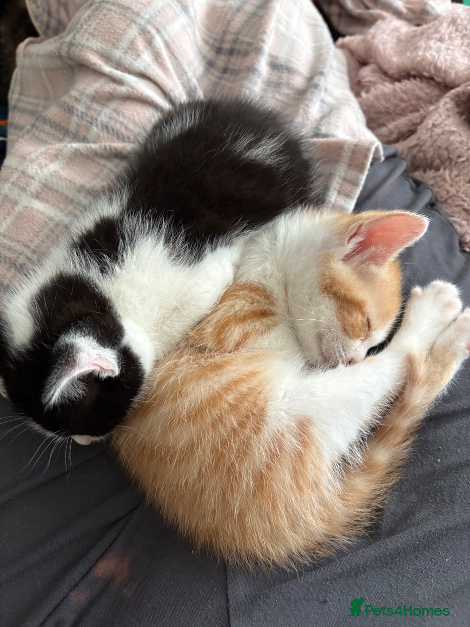 Mixed Breed cats Beautiful kittens - Advert 2