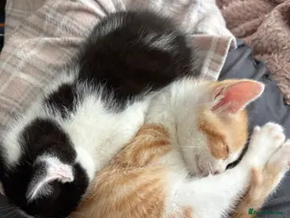 Mixed Breed cats Beautiful kittens - Advert 9